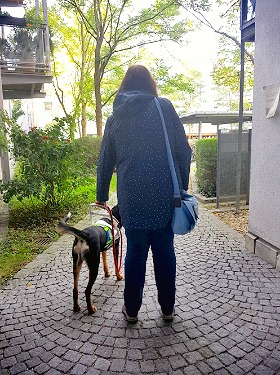 Assistenzhund Willy in seiner Ausbildung